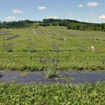 NEC pushes for speedy lavender farm resolution