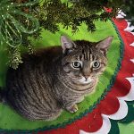 Home for the Holidays pet adoption event