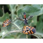 It’s a bug-eat-bug world in the garden