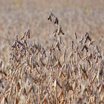 Farmers take a hit from low soybean yields, due to drought