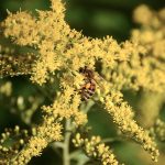 Pay attention to plant sex