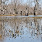 Government plans to consolidate conservation authorities