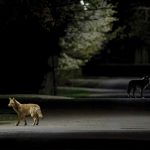 Coyotes and the challenge of coexistence