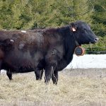 Ag edition: Rotational grazing