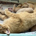 Kitten shower: Pregnant cats and kittens in care at Humane Society